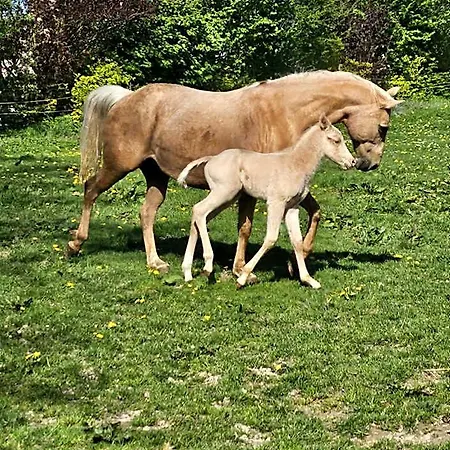 La Tilia Oda ve Kahvaltı